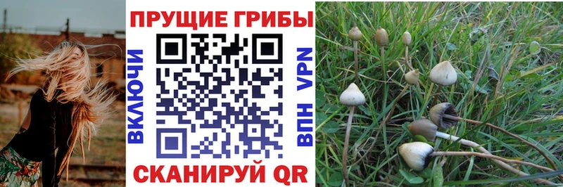 Псилоцибиновые грибы прущие грибы  закладки  Белинский 